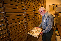 Entomologist looking at pinned Insect specimens in collection. Nature Museum Brabant, Tilburg, The Netherlands. 2019.