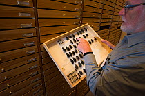 Entomologist looking at pinned Water scavenger beetle (Hydrophilus spp) specimens in collection. Nature Museum Brabant, Tilburg, The Netherlands. 2019.