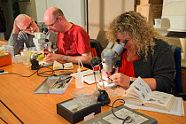 Entomologist from the KNNV association of field biologists identifying insects using microscopes. Nature Museum Brabant, Tilburg, The Netherlands. 2019.