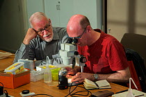 Entomologist from the KNNV association of field biologists identifying insect using microscope. Nature Museum Brabant, Tilburg, The Netherlands. 2019.