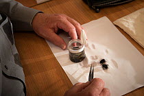 Entomologist from the KNNV association of field biologists extracting Beetles from sample for identification. Nature Museum Brabant, Tilburg, The Netherlands. 2018.