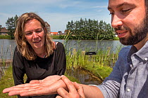 Ecotoxicologist holding Damselfly nymph from experiment looking at impact of neonicotinoid insecticide thiacloprid on aquatic invertebrates. The number of Blue-tailed dragonflies (Ischnura elegans) re...