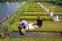 Ecotoxicologists sampling aquatic invertebrates from trial ditches exposed to thiacloprid, a neonicotinoid. Organisms found to be 2500 times more sensitive to the insecticide in the natural environmen...
