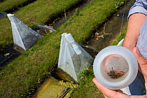 Sample of Insects from emergence trap over trial ditch exposed to thiacloprid, a neonicotinoid. Organisms found to be 2500 times more sensitive to the insecticide in the natural environment than in a...