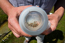 Sample of Insects held by ecotoxicologist conducting research into impact of thiacloprid, a neonicotinoid. Organisms found to be 2500 times more sensitive to the insecticide in the natural environment...