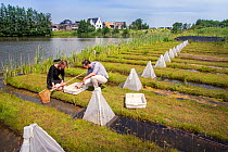Ecotoxicologists sampling aquatic invertebrates in trial ditches exposed to thiacloprid, a neonicotinoid. Organisms found to be 2500 times more sensitive to the insecticide in the natural environment...