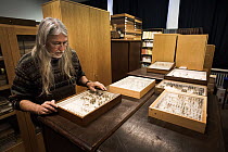 Entomologist examining pinned Insect specimens within collection. Entomological Society Krefeld. Germany 2019.