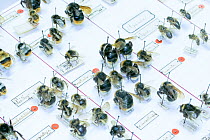 Bumblebee (Bombus) and Honeybee (Apis), pinned specimens in collection of Entomological Society Krefeld. Germany 2018.