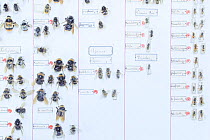 Bees including Bumblebee (Bombus), Mason bee (Osmia) and Honeybee (Apis), pinned specimens in collection of Entomological Society Krefeld. Germany 2018.