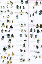 Bumblebee (Bombus spp), pinned specimens in collection of Entomological Society Krefeld. Germany 2018.