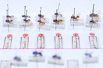 Pinned Insect specimens in collection of Entomological Society Krefeld. Germany 2018.