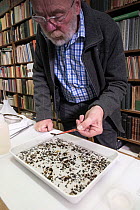 Entomologist sorting through tray of collected insects. Long-term monitoring by the Entomological Society Krefeld has revealed a 75% decline in insect biomass over 27 years. Germany, May 2018.