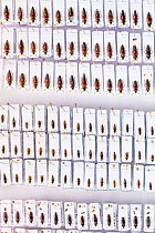 Rove beetle (Tachinus spp), pinned specimens in collection of Entomological Society Krefeld. Germany 2018.