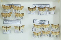 Marbled knot-horn (Acrobasis marmorea), Agate knot-horn (Nyctegretis lineana), Spindle knot-horn (Nephopterix angustella) and Scarce oak knot-horn (Acrobasis tumidana) moths, pinned specimens in coll...