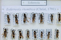 Spider wasp (Eoferreola rhombica), pinned specimens in collection of Entomological Society Krefeld. Germany 2018.
