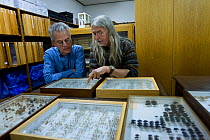 Entomologists examining pinned Insect specimens in collection. Krefeld, Germany. 2019. Editorial use only.