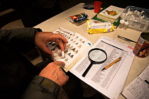 Identification of Moth with aid of guide during insect trapping and identification session. Long-term monitoring has revealed a 50% decline in moths over 25 years. De Kaaistoep Nature Reserve, Tilburg...