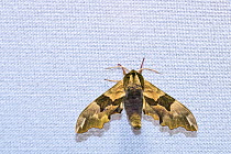 Lime hawk-moth (Mimas tiliae) on cloth, attracted to light during insect trapping session. Long-term monitoring has revealed a 50% decrease in moth numbers in 25 years. De Kaaistoep Nature Reserve, Ti...