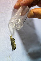 Ecologist capturing moth in tube for identification, moth attracted to sheet by artificial light. Long-term monitoring has revealed a 50% decrease in moth numbers in 25 years. De Kaaistoep Nature Rese...