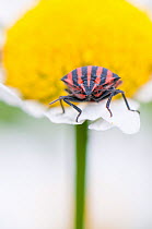Stink bug (Graphosoma lineatum) on Daisy flower. The Netherlands. June.