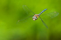 Migrant hawker dragonfly (Aeshna mixta) in flight, hovering. The Netherlands. August.