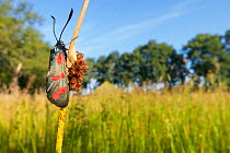Six-spot burnet moth (Zygaena filipendulae) resting on Rush in marshy grassland. The Netherlands. July.