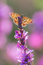 Small pearl bordered fritillary butterfly (Boloria selene) resting on flower. The Netherlands. July.