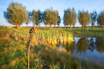 Southern hawker dragonfly (Aeshna cyanea) resting on stem beside lake. The Netherlands. July.