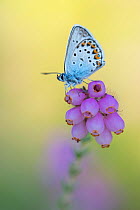 Silver-studded blue butterfly (Plebejus argus) resting on Cross-leaved heath (Erica tetralix). The Netherlands. July.