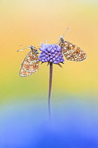 Small pearl bordered fritillary butterfly (Boloria selene), two resting on Scabious. The Netherlands. July.