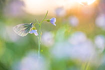 Green-veined white butterfly (Pieris napi) on Cuckooflower (Cardamine pratensis) in evening light. The Netherlands. March.