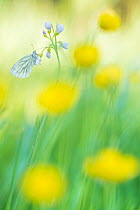 RF - Green-veined white butterfly (Pieris napi) on Cuckooflower (Cardamine pratensis), in meadow amongst Buttercup (Ranunculus sp) flowers. The Netherlands. March.  (This image may be licensed either...