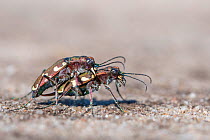 Northern dune tiger beetle (Cicindela hybrida) pair mating. The Netherlands. June.