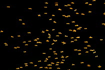 Buzzer midge (Chironomus plumosus) swarm at night. The Netherlands. July.
