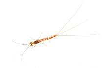Mayfly (Ephemera glaucops). The Netherlands. May. Controlled conditions.