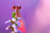 RF - Small red damselfly (Ceriagrion tenellum) resting on Heather flower. The Netherlands. August. (This image may be licensed either as rights managed or royalty free.)