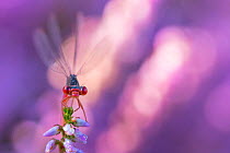 Small red damselfly (Ceriagrion tenellum) resting on Heather flower. The Netherlands. August.