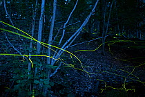 Firefly (Lamprohiza splendidula) light trails in woodland at night, multiple exposure. The Netherlands. June.