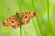 Small pearl bordered fritillary butterfly (Boloria selene) resting on stem. The Netherlands. August.