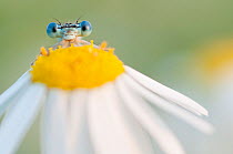 RF - White-legged damselfly (Platycnemis pennipes) peering over Oxeye daisy (Leucanthemum vulgare) flower. The Netherlands. August. (This image may be licensed either as rights managed or royalty free...