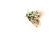 Scarce merveille du jour moth (Moma alpium). De Kaaistoep Nature Reserve, Tilburg, The Netherlands. April. Controlled conditions.