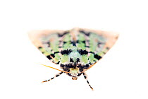 Scarce merveille du jour moth (Moma alpium). De Kaaistoep Nature Reserve, Tilburg, The Netherlands. April. Controlled conditions.