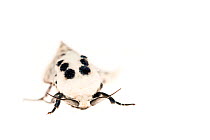 White ermine moth (Spilosoma lubricipeda). De Kaaistoep Nature Reserve, Tilburg, The Netherlands. April. Controlled conditions.
