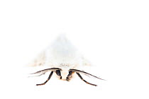 White ermine moth (Spilosoma lubricipeda). De Kaaistoep Nature Reserve, Tilburg, The Netherlands. April. Controlled conditions.