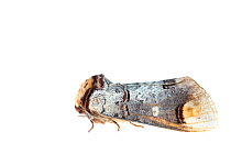 RF - Buff tip moth (Phalera bucephala), a twig mimic. De Kaaistoep Nature Reserve, Tilburg, The Netherlands. April. Controlled conditions. (This image may be licensed either as rights managed or royal...