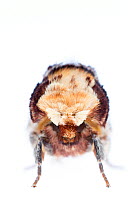 Buff tip moth (Phalera bucephala). De Kaaistoep Nature Reserve, Tilburg, The Netherlands. April. Controlled conditions.
