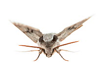 Pine hawk moth (Sphinx pinastri). De Kaaistoep Nature Reserve, Tilburg, The Netherlands. April. Controlled conditions.