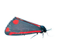 Cinnabar moth (Tyria jacobaeae). De Kaaistoep Nature Reserve, Tilburg, The Netherlands. April. Controlled conditions.