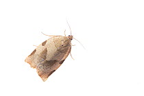 Mountain-ash tortricid moth (Choristoneura hebenstreitella). De Kaaistoep Nature Reserve, Tilburg, The Netherlands. April. Controlled conditions.