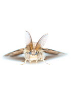 Gypsy moth (Lymantria dispar). De Kaaistoep Nature Reserve, Tilburg, The Netherlands. June. Controlled conditions.